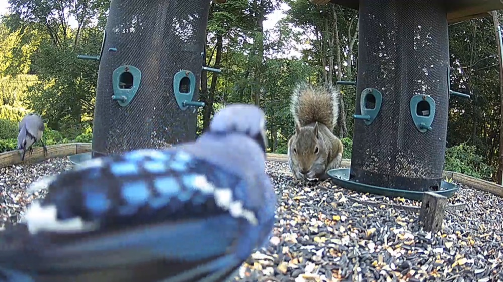 A blue jay and squirrel at bird feeders