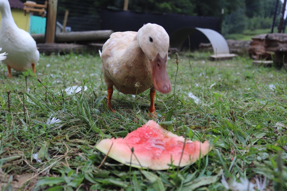 A duck enjoying watermelon