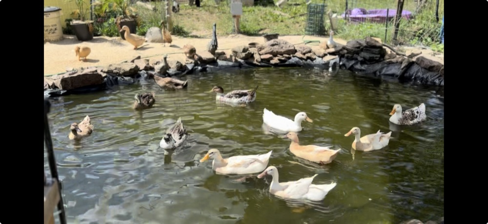Ducks swimming in the pond