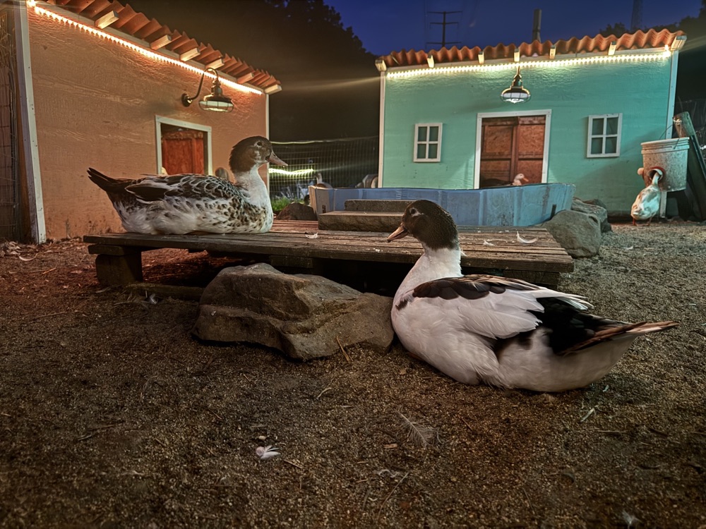 Ducks in their villas