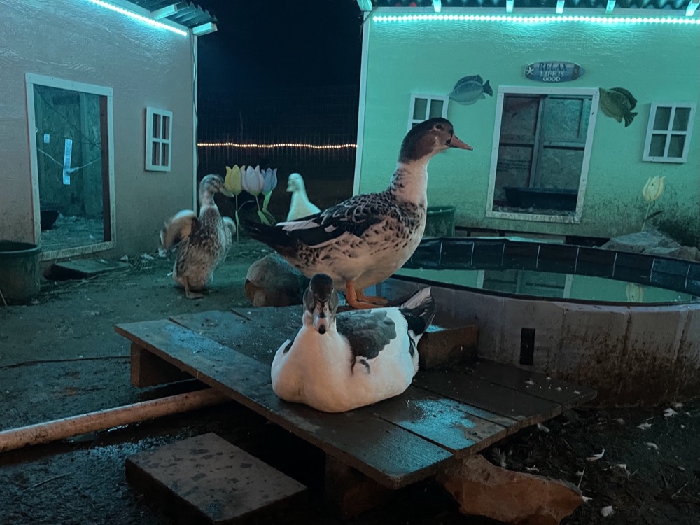 Duckville's duck villas