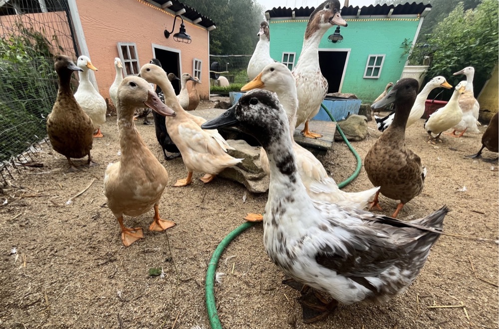The Duckville flock in front of their villas
