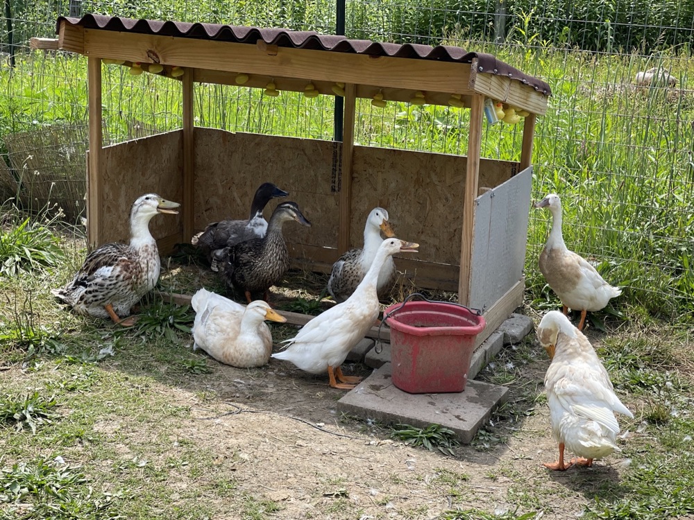 Ducks gathered in the Duck Yard