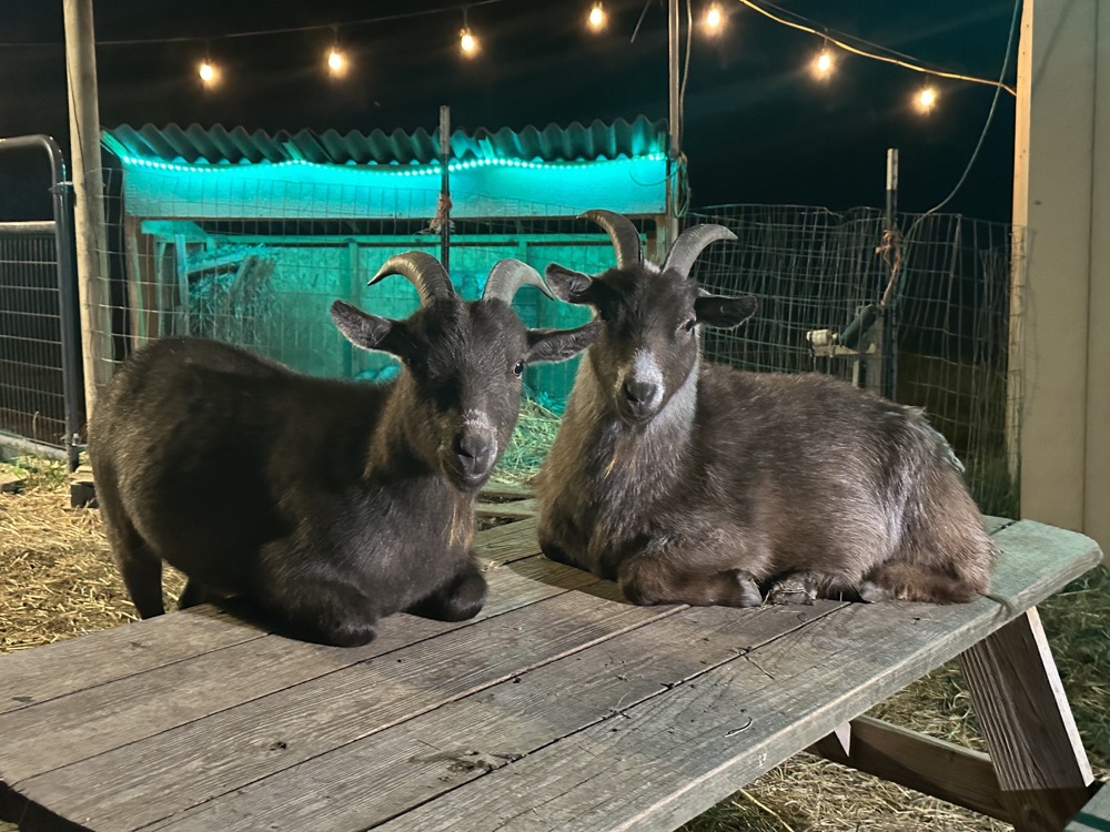 Goats playing in the Goat Yard