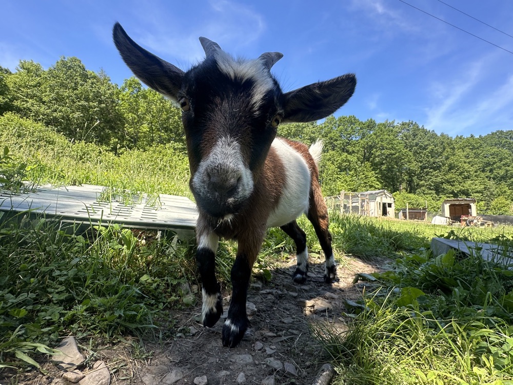 Rada in the Goat Yard