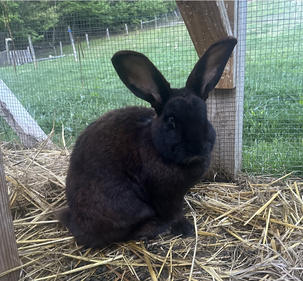 Loki in the Bunny Yard