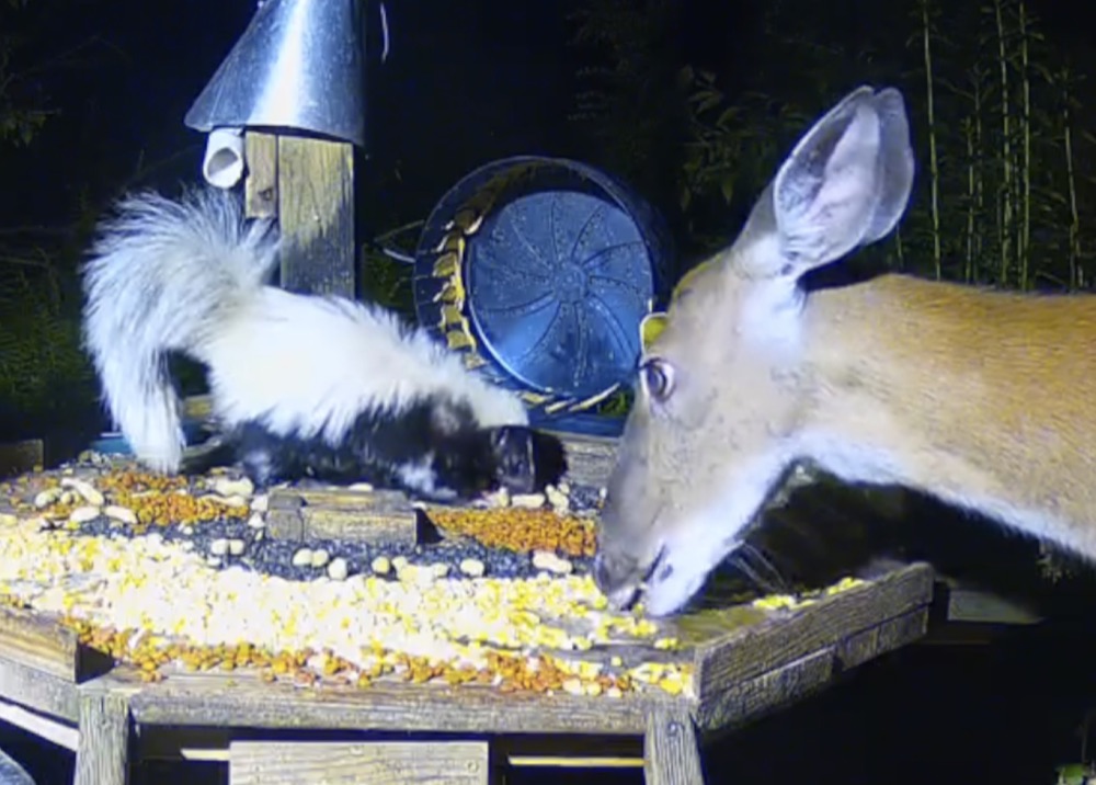 A skunk and deer visiting the Woods Platform at night